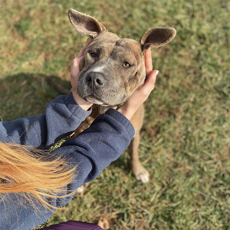 Learn more about Yancey County Humane Society in Burnsville