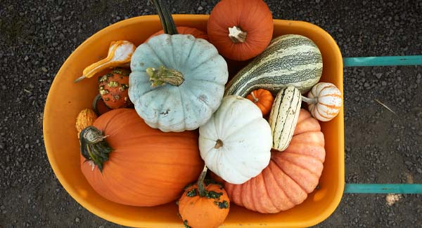 5 Pumpkin Patches Near Charlotte You Can Visit This Fall - Allen Tate Blog