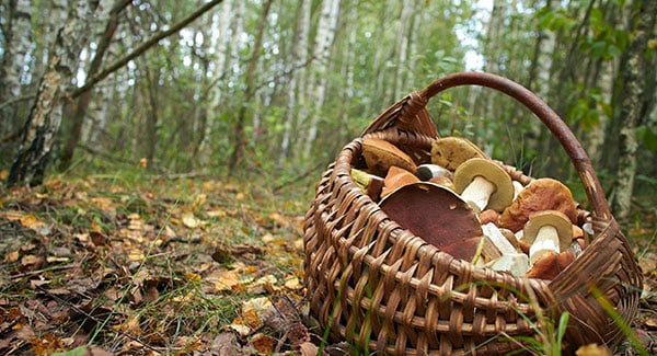 Here are the best sources for everything you need to know about mushroom foraging in and around Asheville: